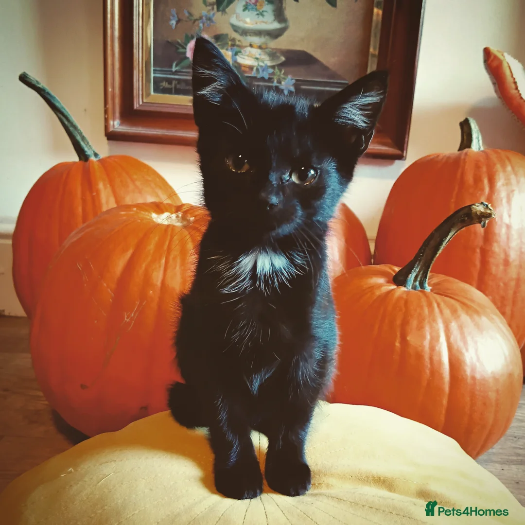 Mixed Breed cats for sale: Gorgeous black kittens - Image 1