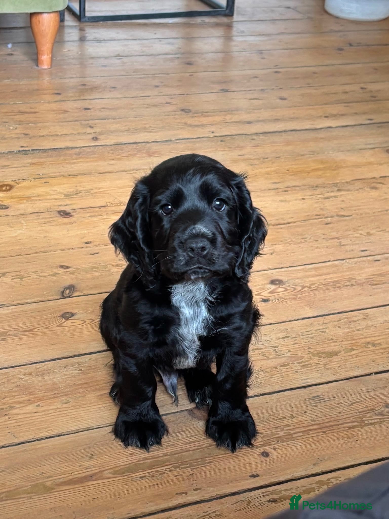 Cocker Spaniel dogs KC Reg Cocker Spaniel Puppies - Advert 16
