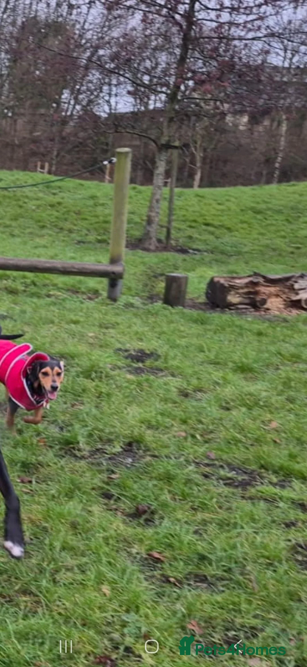 Mixed Breed dogs for sale: Rehoming female boxer mixed Breed girl in Preston - Advert 4