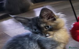 Maine Coon cats for sale: 💖last boy, blue eyed high silver 💖TICA  - Image 3