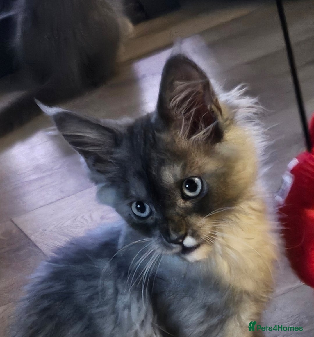 Maine Coon cats for sale: 💖last boy, blue eyed high silver 💖TICA  - Image 3
