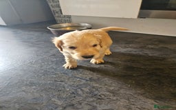 Cocker Spaniel dogs for sale: Beautiful cocker spaniel puppies - Image 15