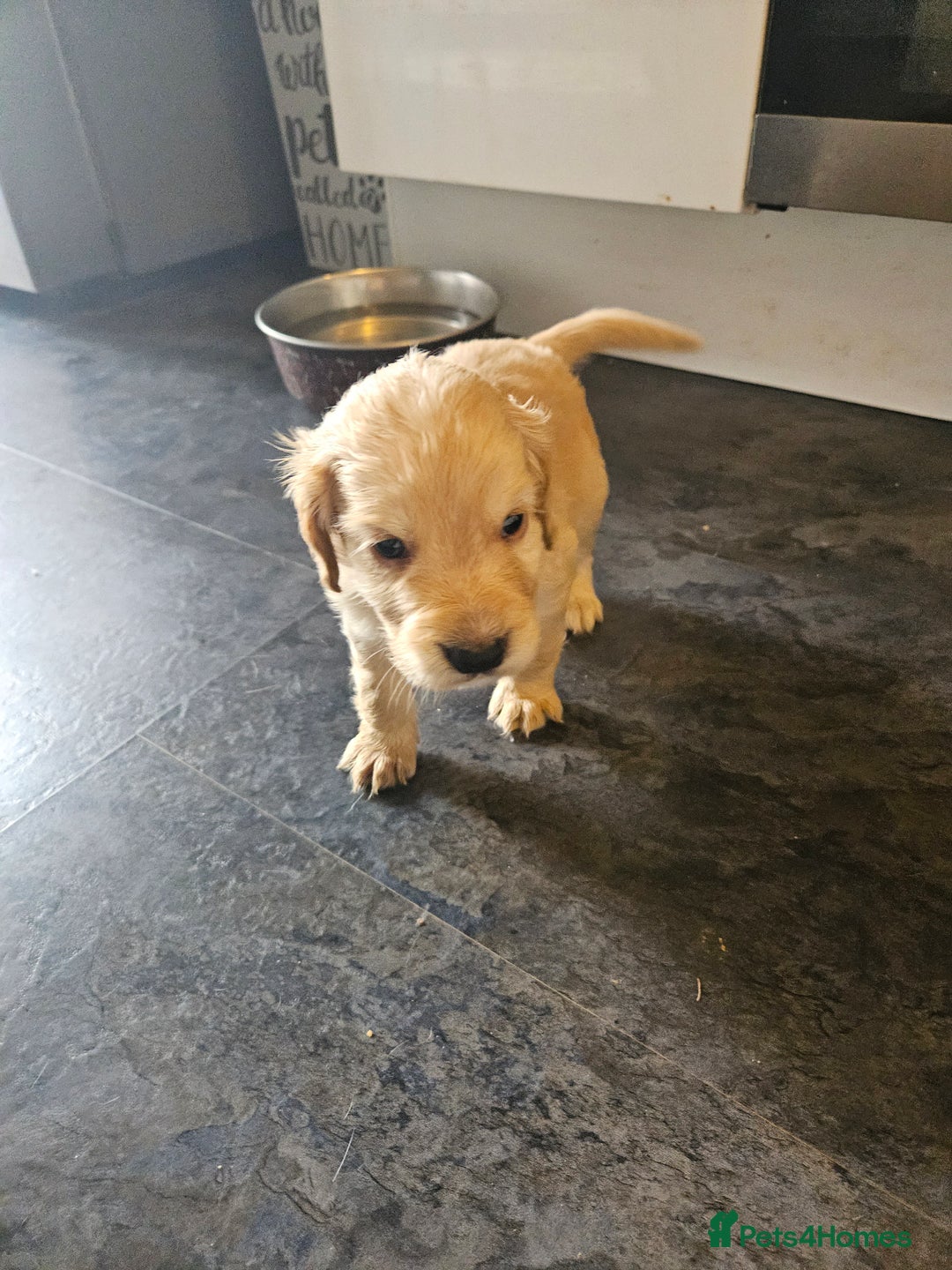 Cocker Spaniel dogs for sale: Beautiful cocker spaniel puppies - Image 15