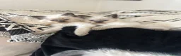 Ragdoll cats for sale: Ragdoll kittens  in Bridport - Advert 9