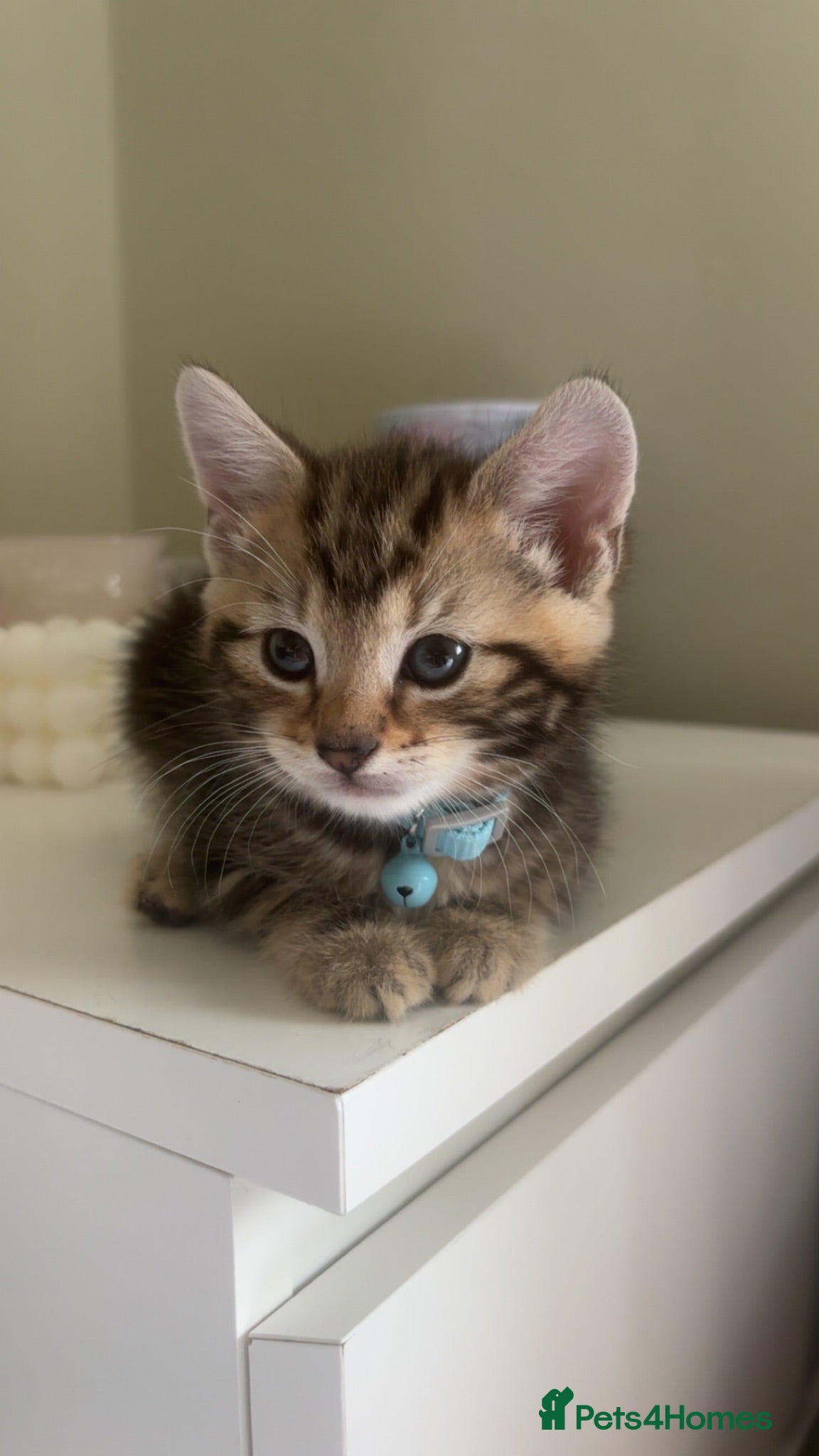Mixed Breed cats male and female mixed breed kittens for sale - Advert 2