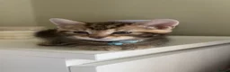 Mixed Breed cats for sale: male and female mixed breed kittens for sale in Dudley - Advert 1
