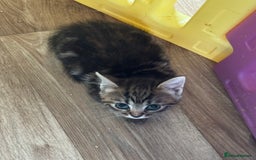 British Shorthair cats for sale: Four Adorable Kittens  - Image 9