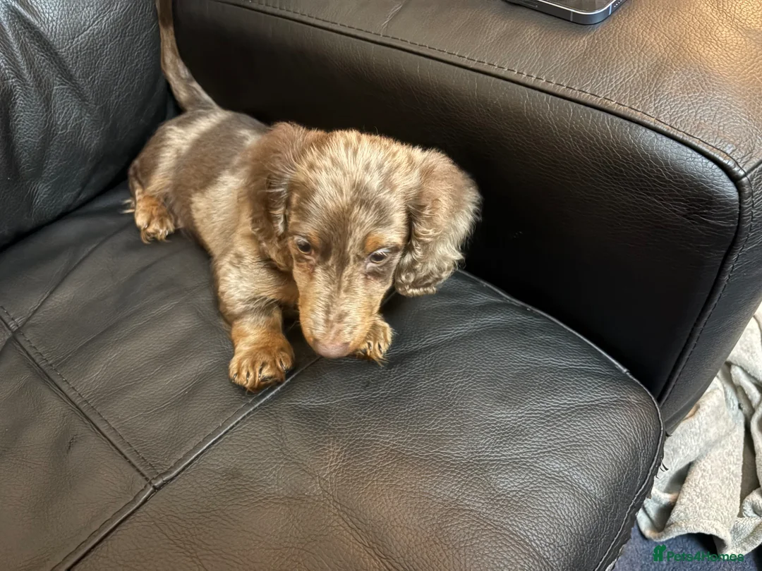 Miniature Dachshund dogs for sale: This is Milo in Dartford - Advert 2