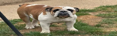 English Bulldog Puppy 1