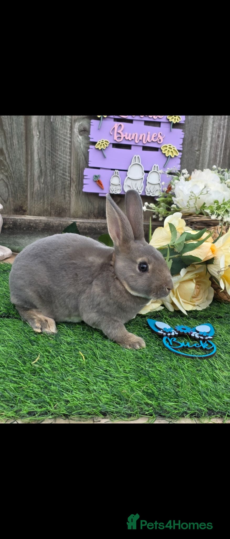 Rex rabbits Opal Mini Rex Buck For Reserve  - Advert 1