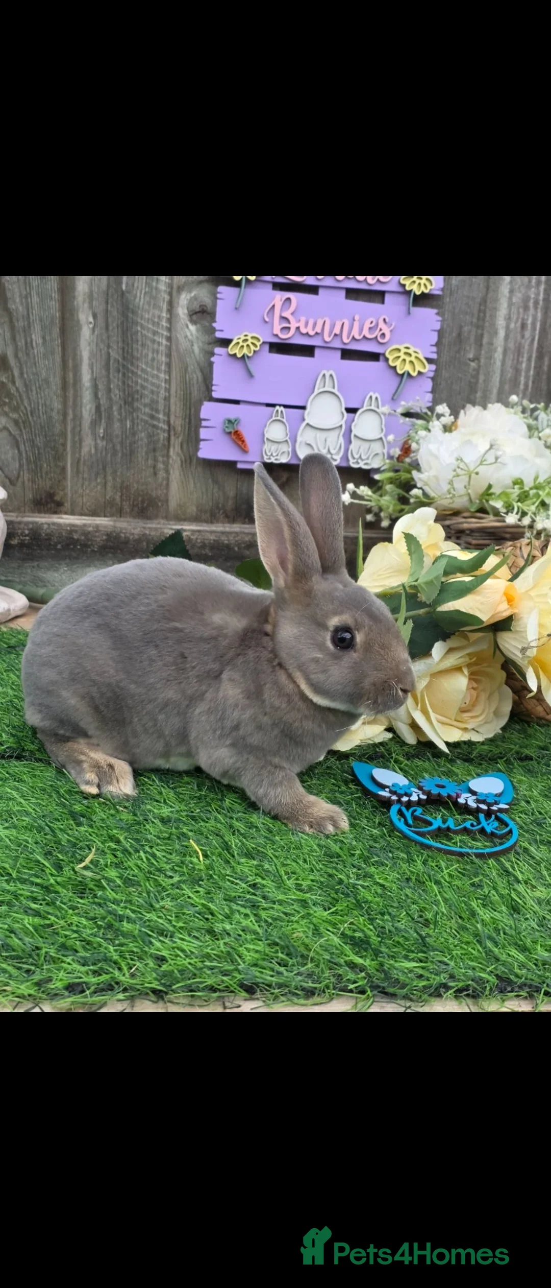 Rex rabbits for sale: Opal Mini Rex Buck For Reserve  - Advert 1