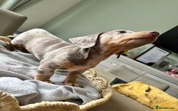 Dachshund dogs for sale: Dachshund Puppies  - Image 11