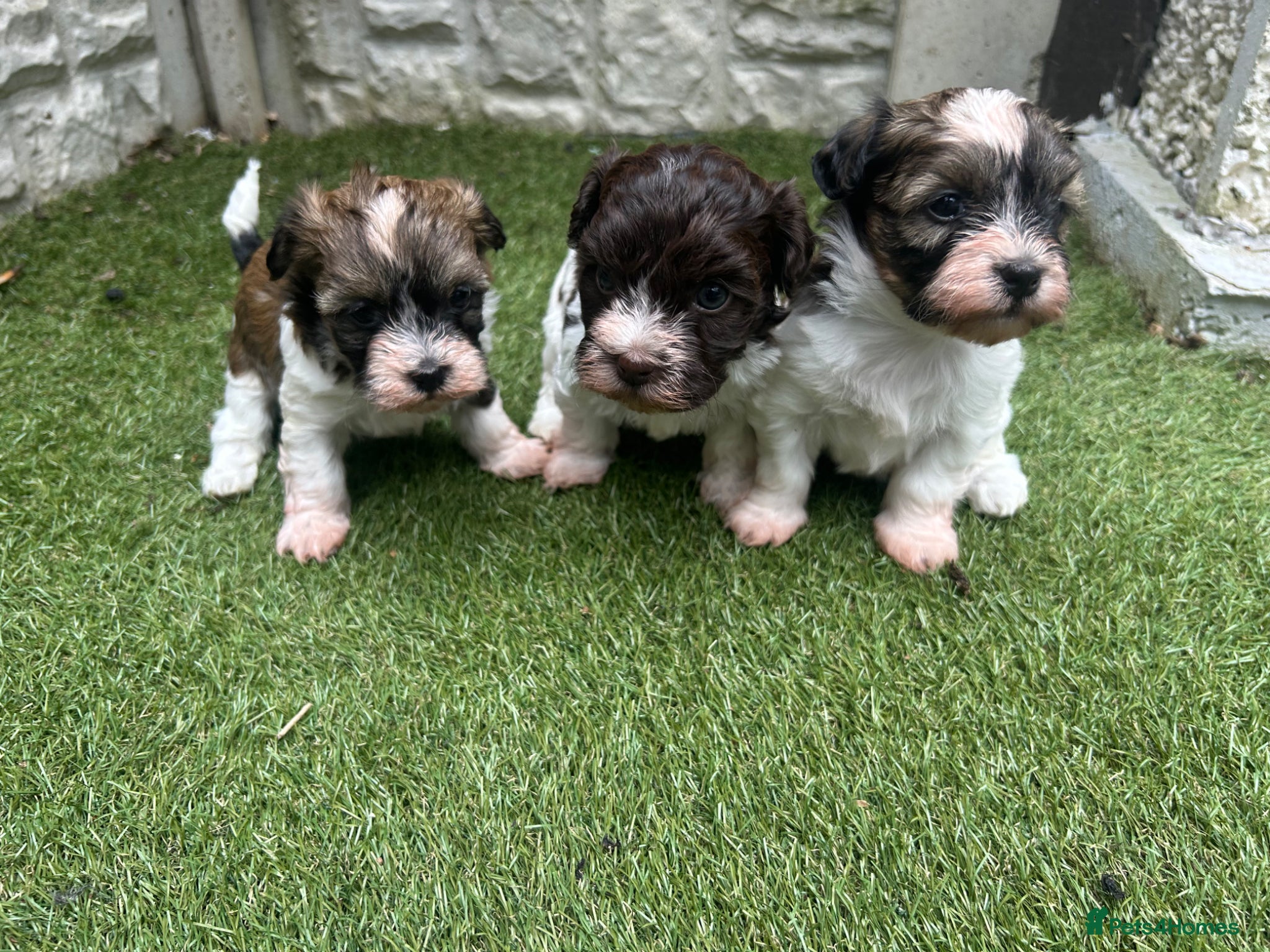 Havanese dogs Beautiful KC Registered Havanese Puppies - Advert 1