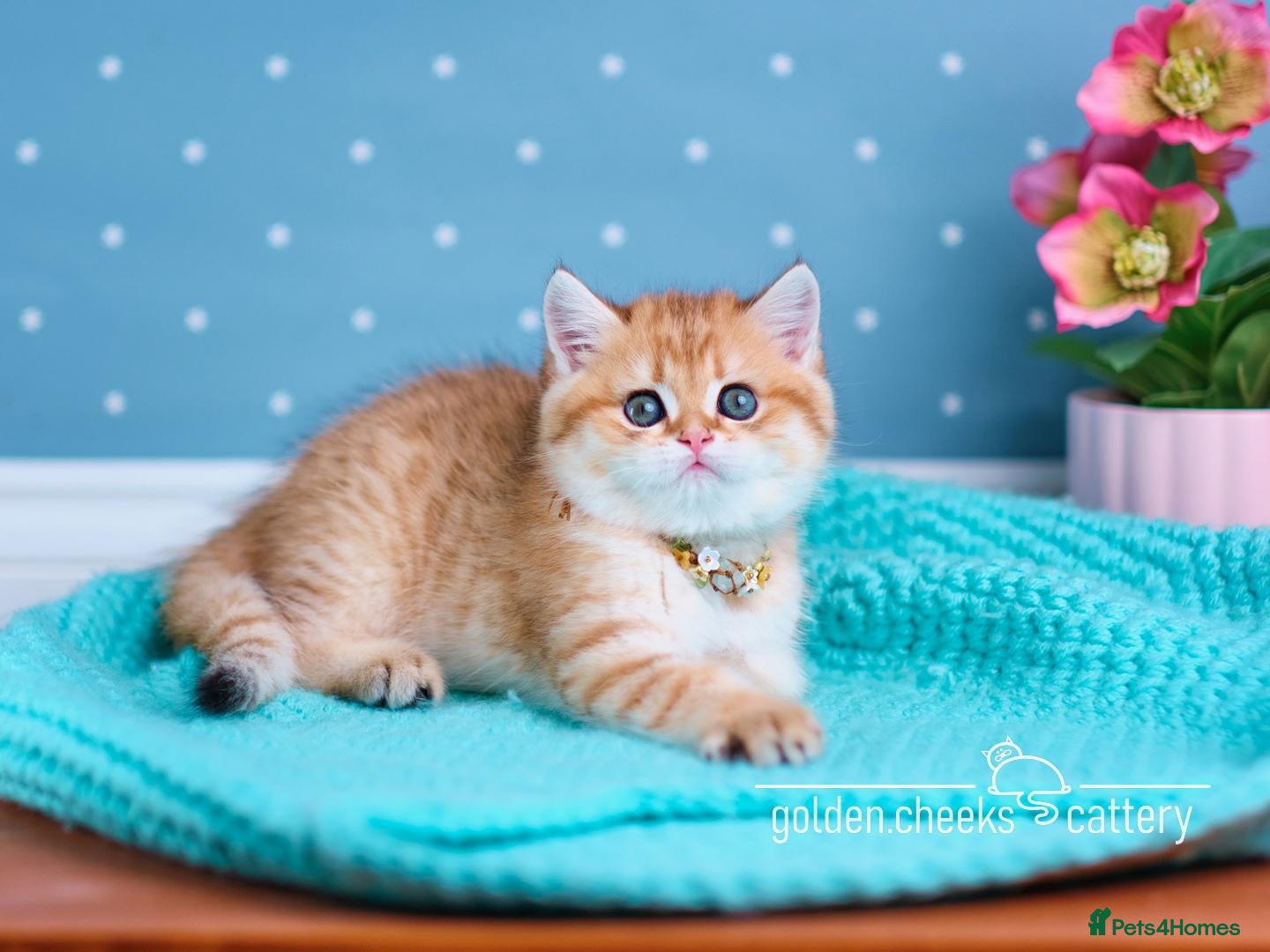 British Shorthair cats for sale: Exceptional Kittens from Outstanding Bloodlines  - Advert 2