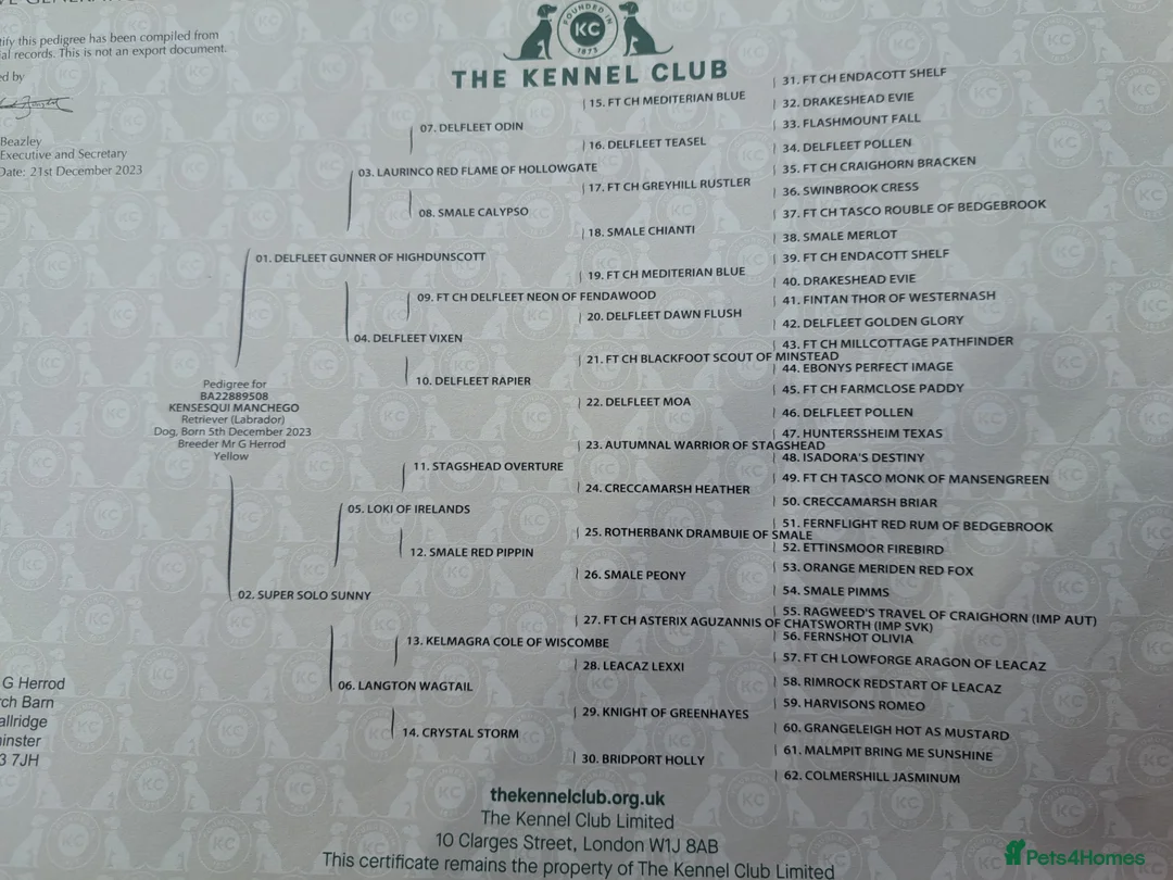 Labrador Retriever dogs for stud: George - Pedigree - Labrador - 2 Yrs Old in Dartmouth - Advert 2