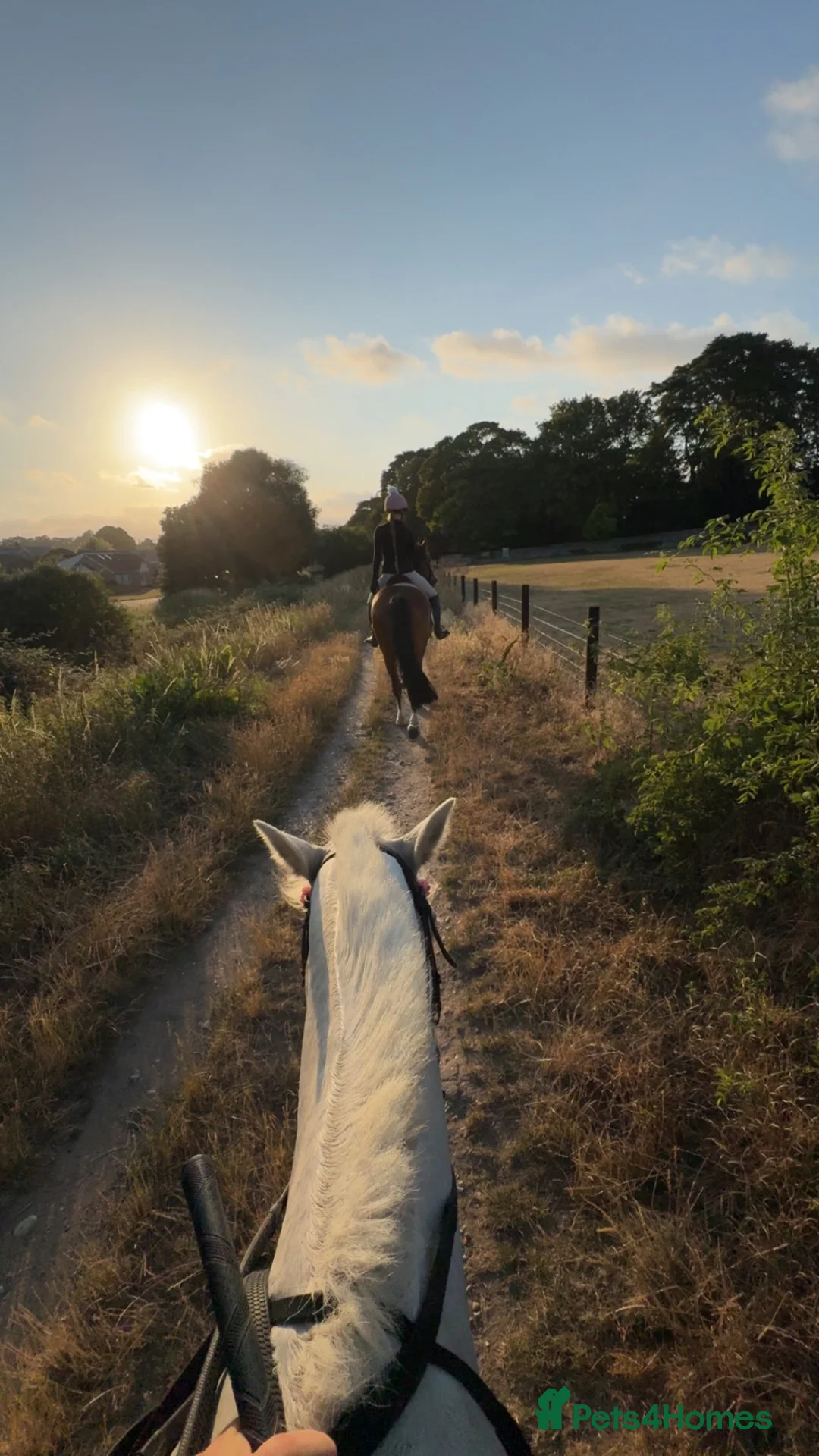 Connemara horses for sale: Velvet carcade in Newmarket - Advert 2