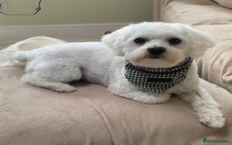 Mixed Breed dogs for sale: Toby  - Image 3