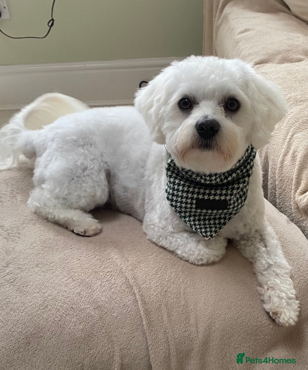 Mixed Breed dogs for sale: Toby  - Image 3
