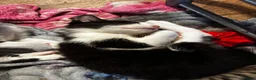 Mixed Breed dogs for sale: 4 beautiful girl kittens ready now  in Biggleswade - Advert 3