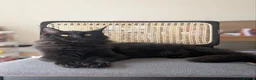Maine Coon cats for sale: Maine coons 4 girls 3 boys  in Oswestry - Advert 4