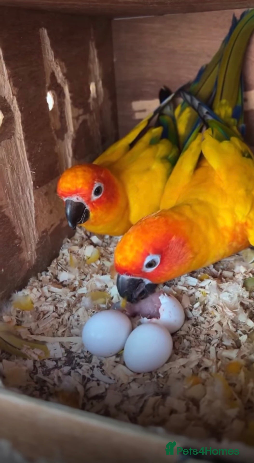 Conures birds Sun Conure Pair - Advert 1
