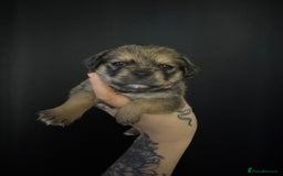 Mixed Breed dogs for sale: Jug x pomeranian - Image 3