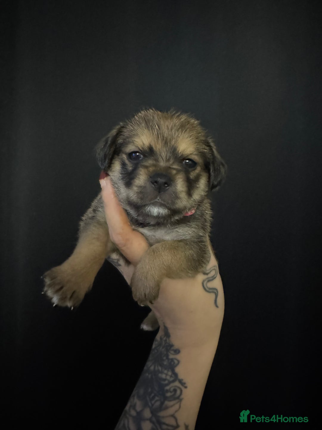 Mixed Breed dogs for sale: Jug x pomeranian - Image 3