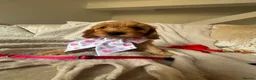 Cockapoo dogs for sale: 4 Gorgeous Cockapoo Puppies Left - Advert 11