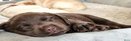 Labrador Retriever dogs for sale: 6 stunning female labrador puppies - Advert 18