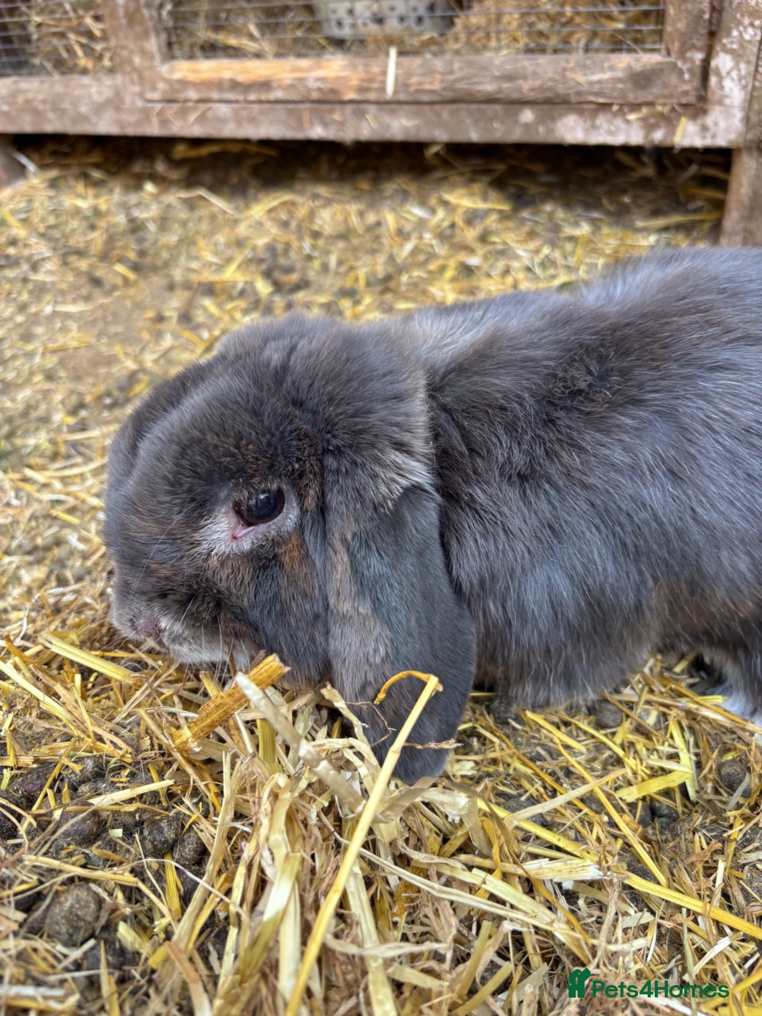 Mini Lop rabbits Male mini lop  - Advert 7