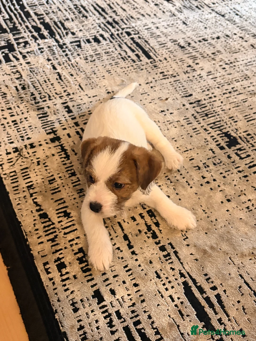 Mixed Breed dogs for sale: Biscoff - Advert 2