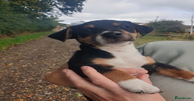Jack Russell dogs - Advert 4