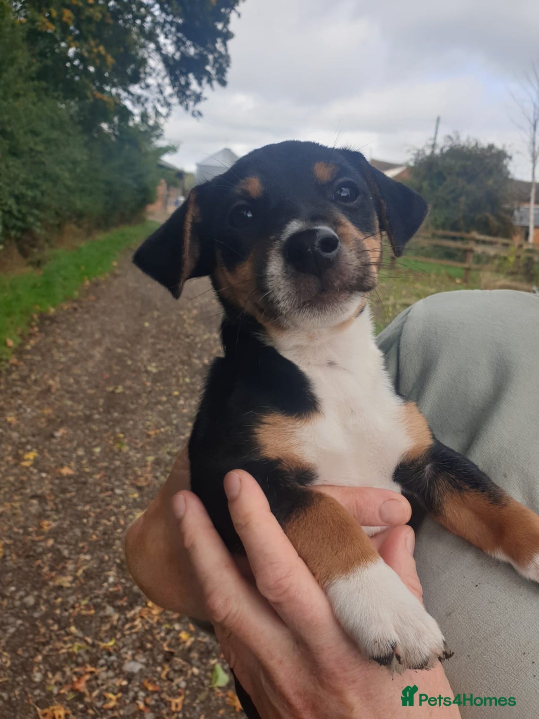 Jack Russell dogs for sale: Two adorable male Jack russell cross puppies - Image 2