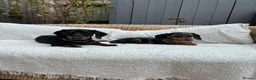 Dachshund dogs for sale: ❤️ Looking for the Right Forever Home for Kizo ❤️ - Advert 5