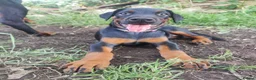 Dobermann dogs for sale: FOUR DOBERMANN FEMALE PUPS STILL AVAILABLE  - Advert 10