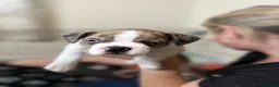 Mixed Breed dogs for sale: Boston terrier cross puppies - Advert 19