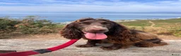 Cocker Spaniel dogs for sale: Gorgeous Fig Looking For Family Home - Advert 5