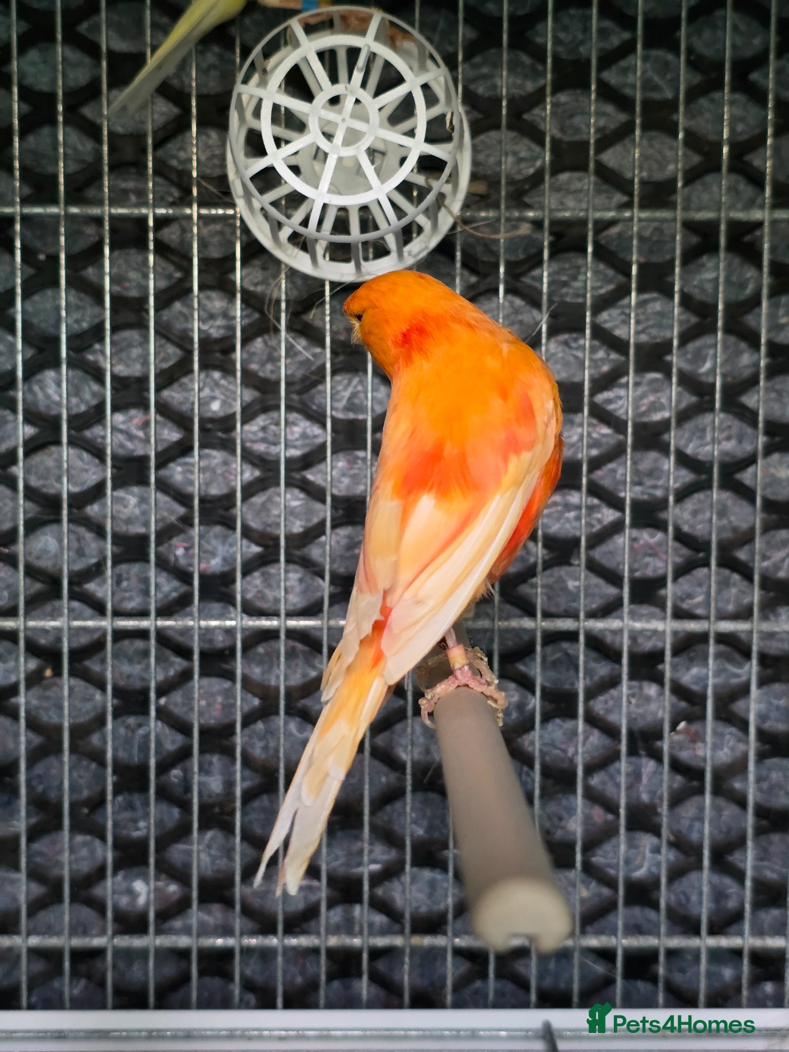 Canaries birds Cnarries  for sale  - Advert 1