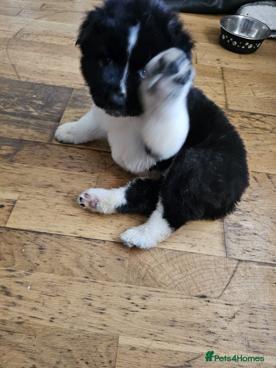 Akita dogs for sale:  American/ Japanese Akitas - Advert 10