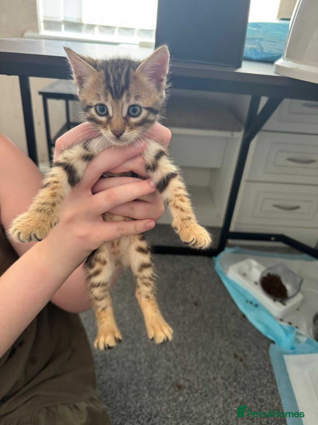 Bengal cats for sale: Beautiful Bengal mixed kittens - Image 23