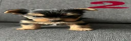 Yorkshire Terrier dogs for sale: Toy size pedigree Yorkie pups.  in Birmingham - Advert 5