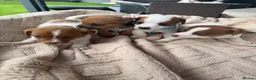 Jack Russell dogs for sale: stunning Jackrussel puppies - Advert 12