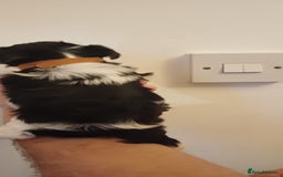 Yorkshire Terrier dogs for sale: 100% Biewer yorkshire-terrier Pedigree  - Advert 14