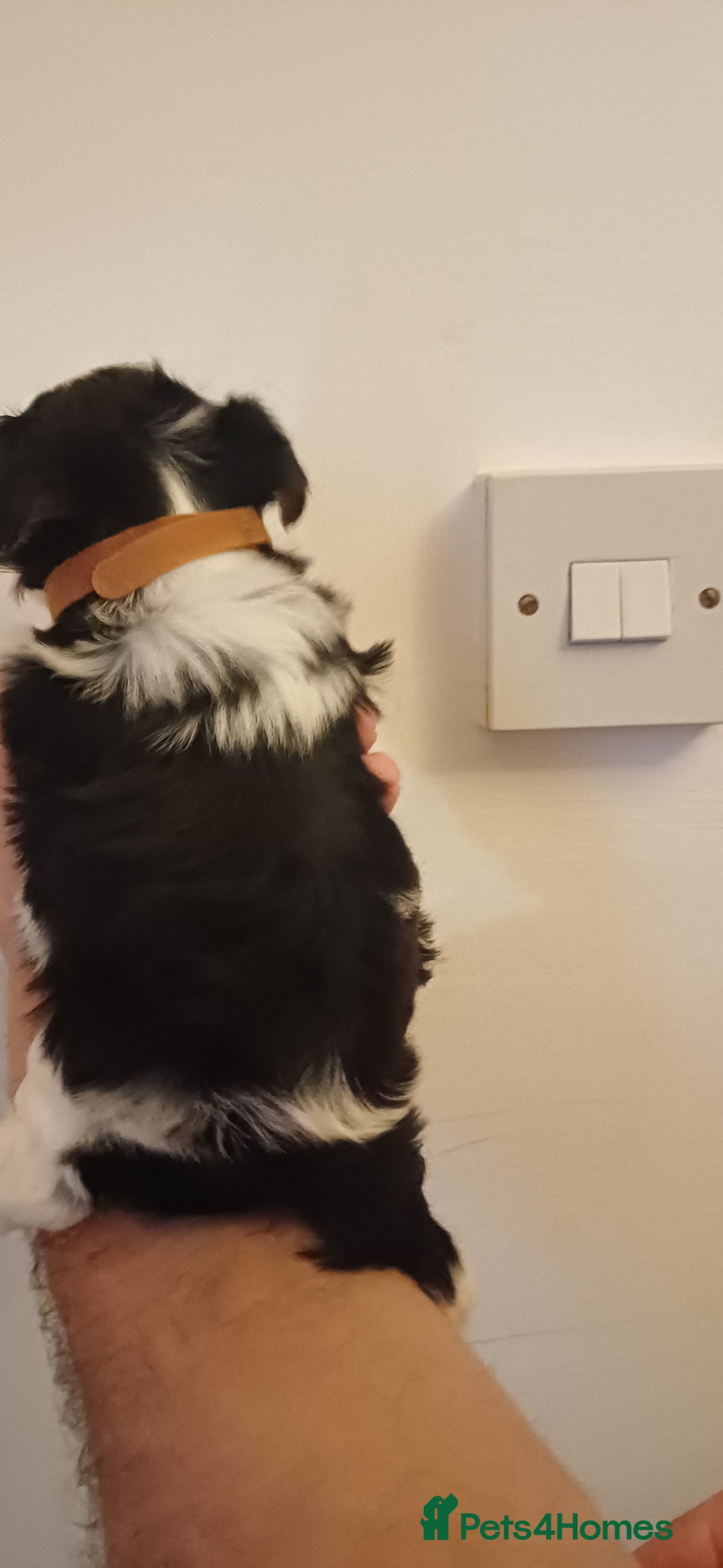 Yorkshire Terrier dogs for sale: 100% Biewer yorkshire-terrier Pedigree  - Advert 14