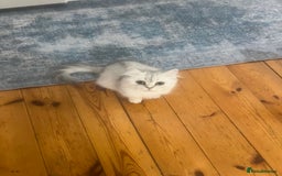 Persian cats for sale: PERSIAN CHINCHILLA - Image 9