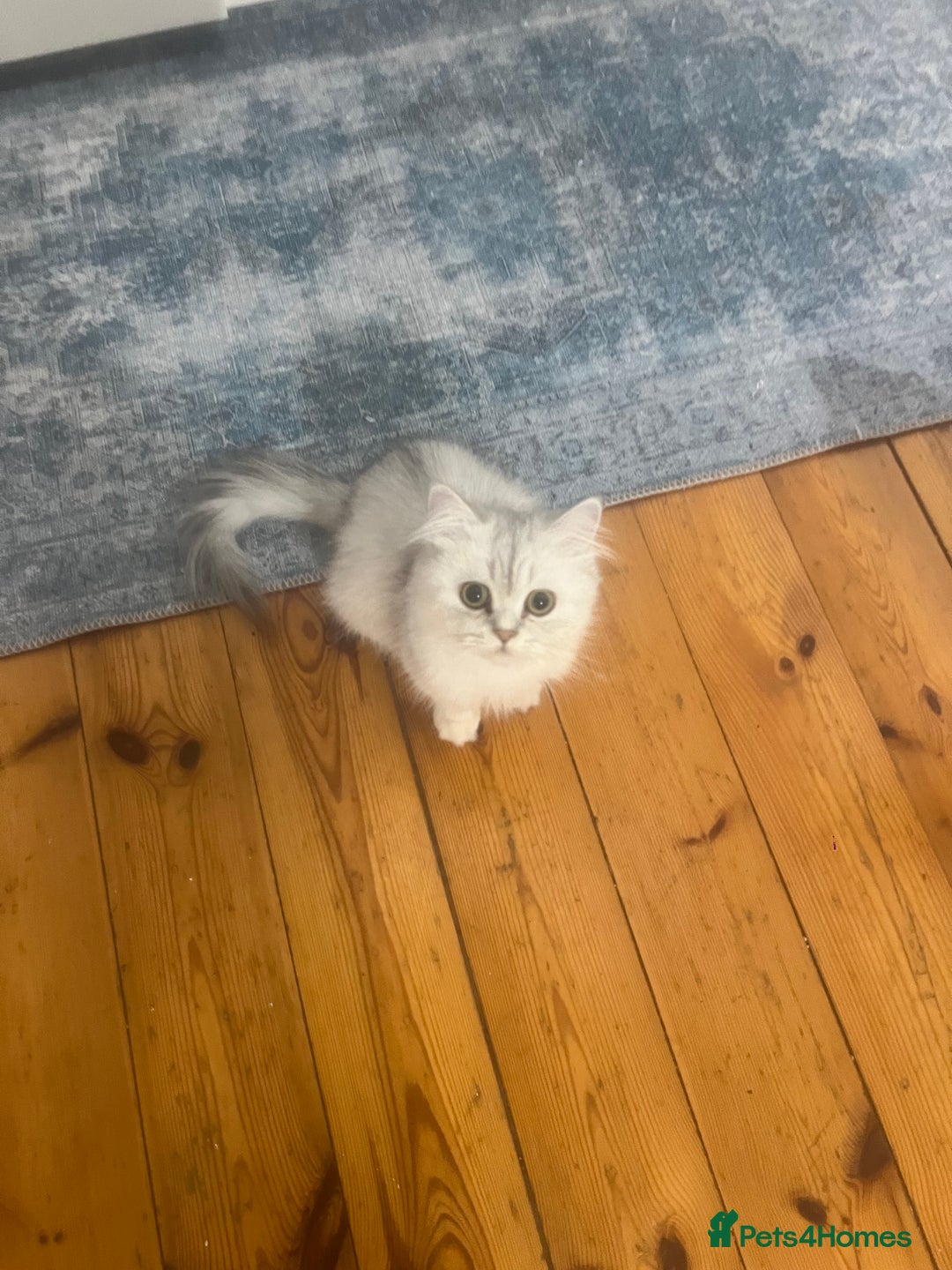 Persian cats for sale: PERSIAN CHINCHILLA - Image 9