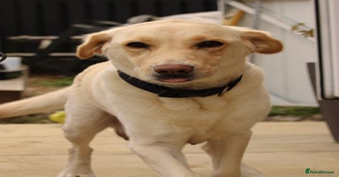 Labrador Retriever dogs - Advert 12