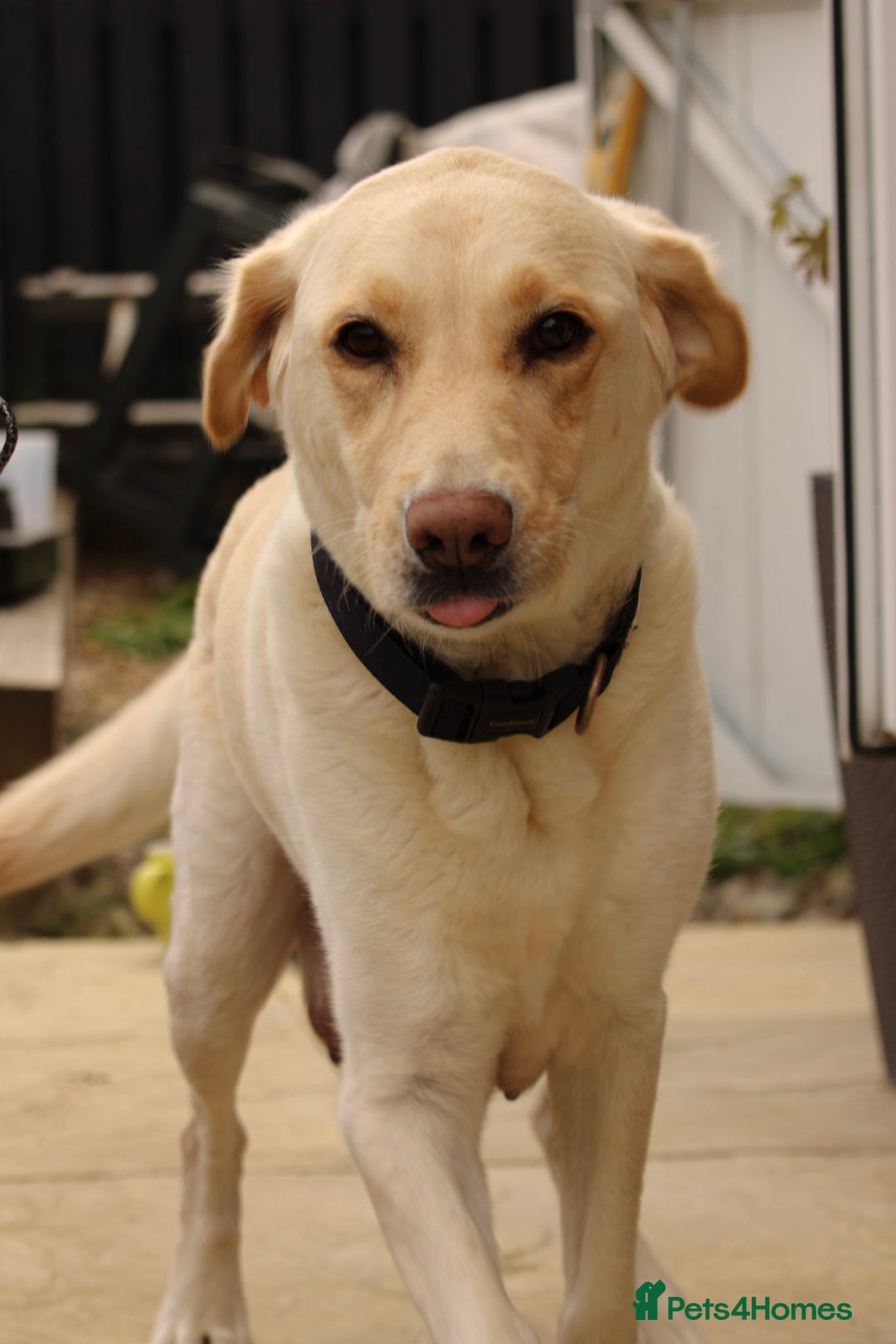 Labrador Retriever dogs for sale: READY TO GO NOW! Beautiful labrador puppies - Image 9