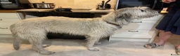 Irish Wolfhound dogs for sale: Irish Wolfhound full pedigree puppies for sale  - Advert 8