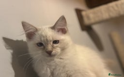Ragdoll cats for sale: Lilac and blue ragdoll kittens  - Image 8